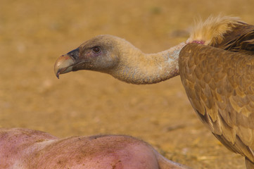 griffon vulture (Gyps fulvus), scavenger, carcass