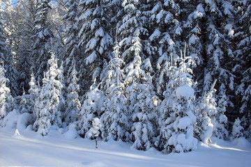 siberia winter landscape