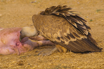 griffon vulture (Gyps fulvus), scavenger, carcass