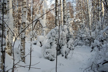 siberia winter landscape