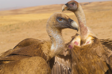 griffon vulture (Gyps fulvus), scavenger, carcass, group