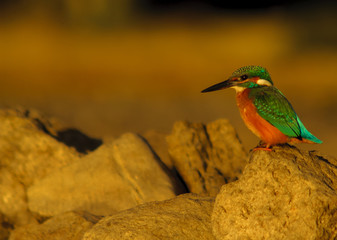 Kingfisher (alcedo athis), portrait