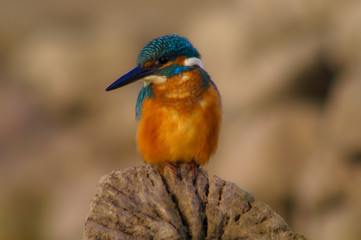 kingfisher (alcedo athis), portrait