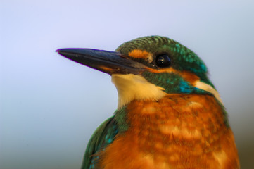 kingfisher (alcedo athis), portrait