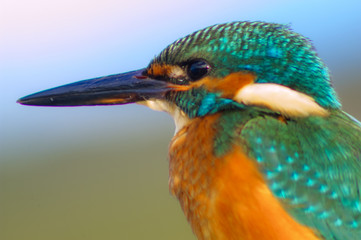 kingfisher (alcedo athis), portrait