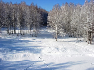 siberian winter forest taiga