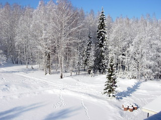 siberian winter forest taiga