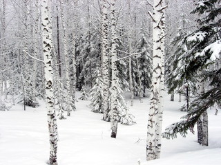 Fototapeta premium siberian winter forest taiga