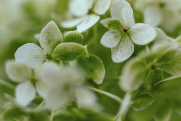 Grüne Ballhortenise