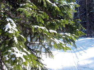 siberian winter forest taiga