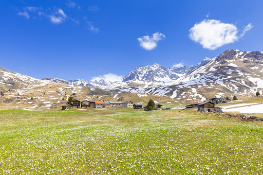 Flowering of crocus at Alp Flix, Sur, Surses, Parc Ela, Region of Albula, Canton of Graubunden