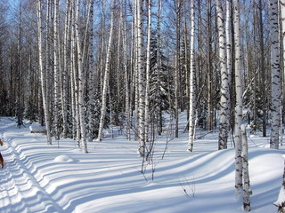 siberia winter landscape