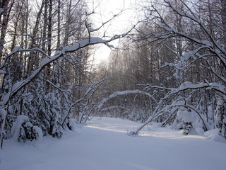 siberia winter landscape