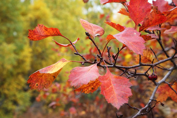 Landscape near Port-Baikal settlement. Irkutsk oblast. Russian