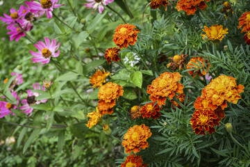 Flower French Marigold (Tagetes patula L.) in the home garden.