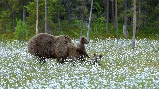 Brown bear mother with three cubs. Cubs are standing on their hind legs and leaning against mother bear.