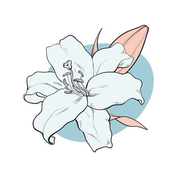Lilly bloom in pastel colors in sketch style isolated on white background. Hand drawn tender summer flower with bud and leaves - floral decorative element in vector illustration.