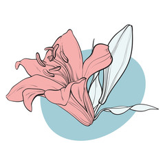 Lilly bloom in pastel colors in sketch style - hand drawn tender summer flower with bud and leaves isolated on white background. Floral decorative element in vector illustration.