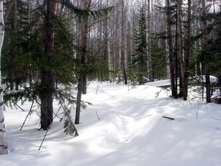siberian taiga winter landscape