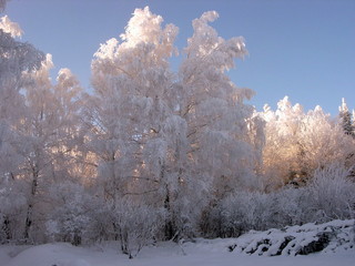 siberian taiga winter landscape