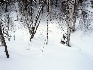 siberian taiga winter landscape