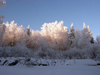 siberian taiga winter landscape