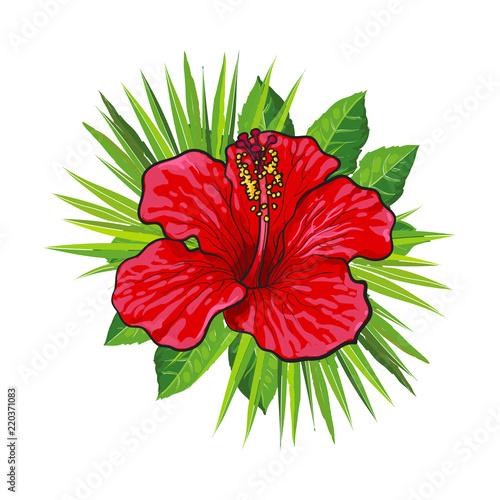 Two Magnolia Flowers Sketch Style Vector Illustration