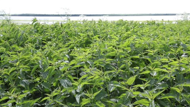 Dense thickets of nettle growing on the shores of the Siberian river Ob