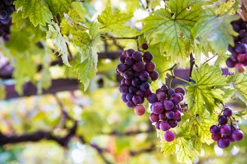 Purple grapes on tree at the summer