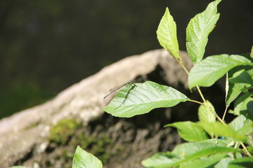 くっきりした影が出来る日差しの下、葉にとまるイトトンボ(北海道)