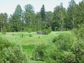siberia summer forest