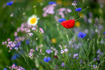 prairie fleurie © julien heuret