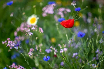 Foto op Plexiglas prairie fleurie © julien heuret