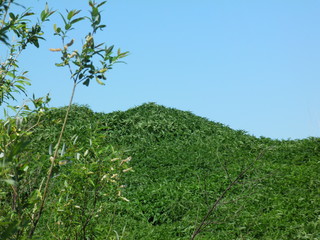 siberia summer forest