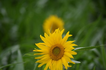 Sunflower