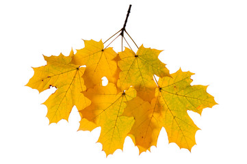 Autumn branch isolated on white background.
