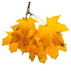 Autumn branch isolated on white background.
