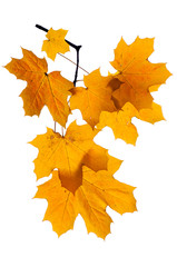 Autumn branch isolated on white background.
