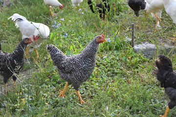 Young chicken are feed on the farm in natural condition