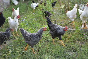 Young chicken are feed on the farm in natural condition