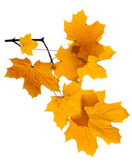 Autumn branch isolated on white background.
