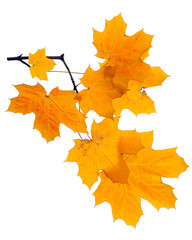 Autumn branch isolated on white background.
