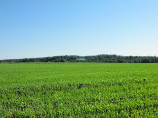 siberia summer forest