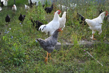 Young chicken are feed on the farm in natural condition