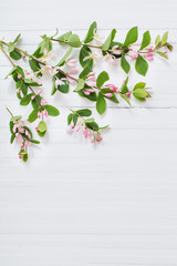 branches of  bush with pink flowers on wooden background