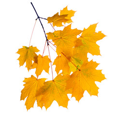 Autumn branch isolated on white background.
