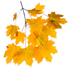 Autumn branch isolated on white background.
