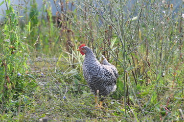 Young chicken are feed on the farm in natural condition