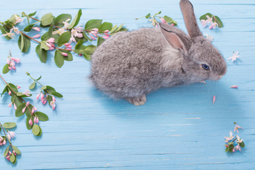Fototapeta premium królik z kwiatami na niebieskim tle drewnianych