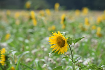 Sunflower
